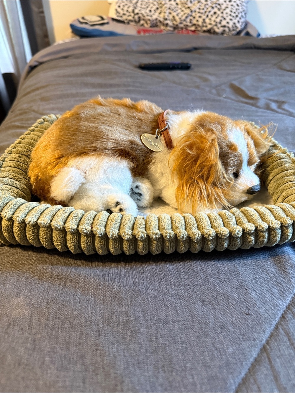 Perfect Petzz w/ Olive Green Dog Bed